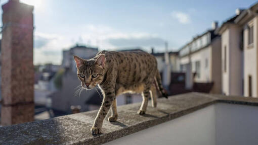 Savannah kat loopt op het balkon