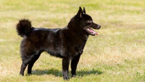 Schipperke staat op het gras