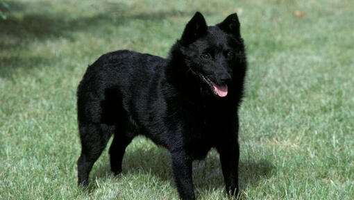 Schipperke staat op het gras en kijkt vooruit