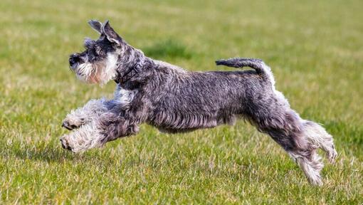 Middenslag schnauzer speelt en springt op het gras