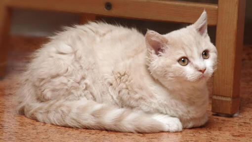 Selkirk Rex kat ligt op een vloer in de keuken