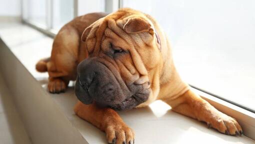 Shar Pei ligt in de kamer