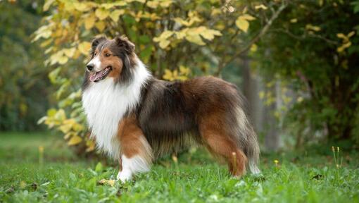 Shetland Sheepdog hond in het park