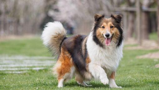 Shetland Sheepdog lopend op het gras