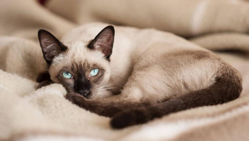 Siamese kat ligt op een deken