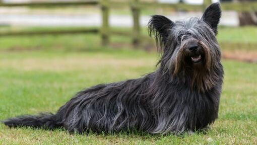 Donkergrijze Skye Terriër hond zit op het gras