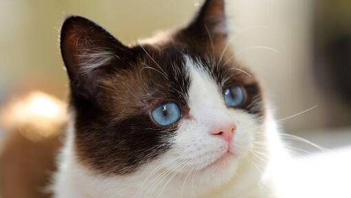 Snowshoe kat met blauwe ogen kijkt gefixeert
