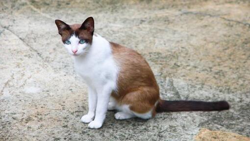 Snowshoe kat loopt in de tuin