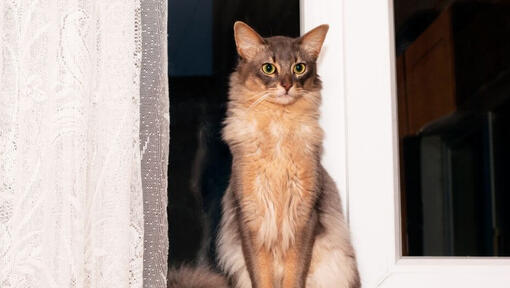 Somali kat staat bij het raam