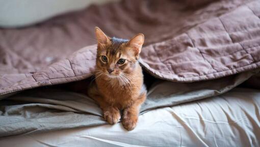Somali kat ligt onder een deken