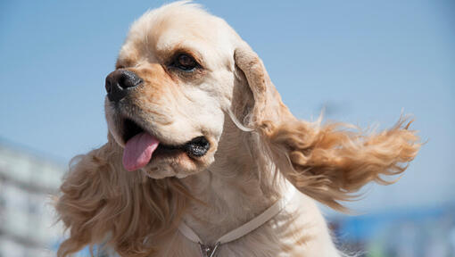 Amerikaanse Cocker Spaniel met uitstekende tong