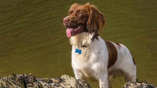 Welsh Springer Spaniël dichtbij het water