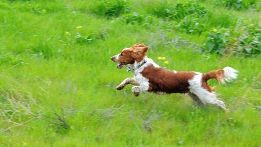 Welsh Springer Spaniël loopt op veld met gras