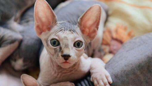 Sphynx katten doen een dutje op de bank