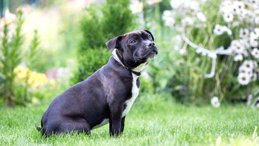 Staffordshire Bull Terrier zittend op het gras