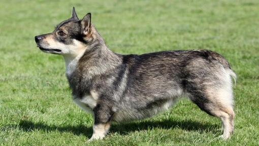 Zweedse Vallhund die zich op het gras bevindt