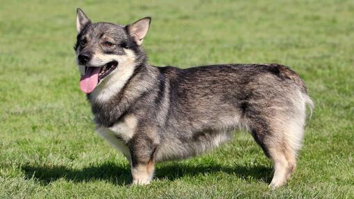 Zweedse Vallhund staat glimlachend op het gras