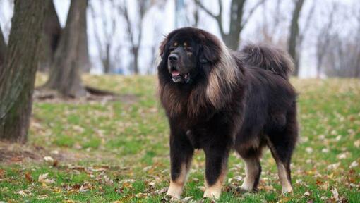 Donkere Tibetaanse Mastiff in het bos