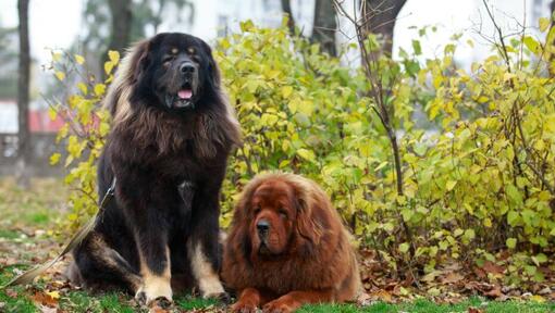 Bruin-zwarte Tibetaanse mastiffs in het park