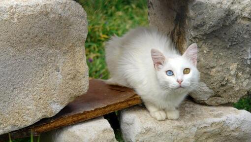 Turkse Van kat zit in de tuin
