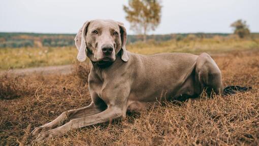 Weimaraner liggend op het veld