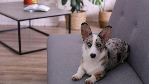 Welsh Corgi liggend op de bank