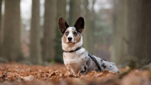 Welsh Corgi in het bos