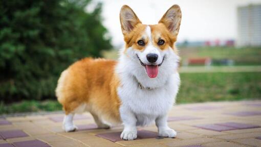 Welsh Corgi staat en kijkt vooruit