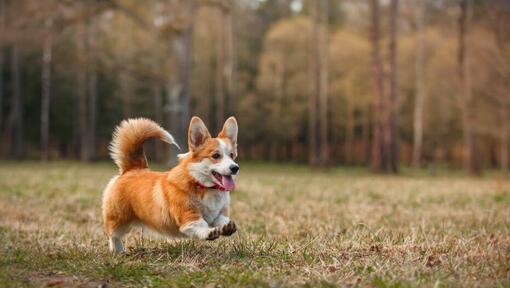 Welsh Corgi die in het bos rent