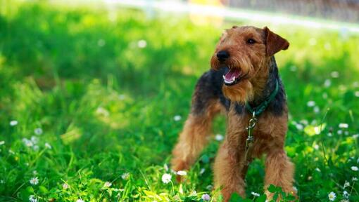 Welsh Terriër staande op het veld met gras