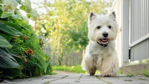 West Highland White Terriër loopt op het erf