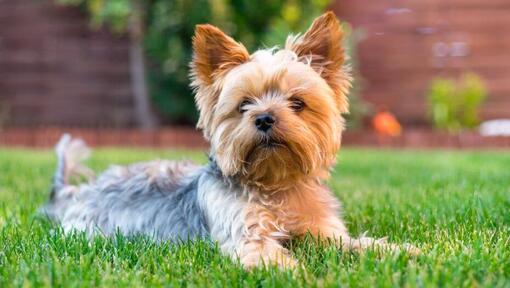 Yorkshire Terrier liggend op het gras