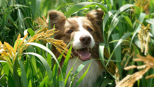 Beyond Hond