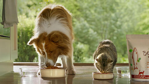 Beyond hond en kat