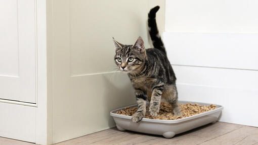 Hoeveel kost een kat?