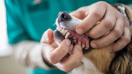 hond krijgt gebitscontrole