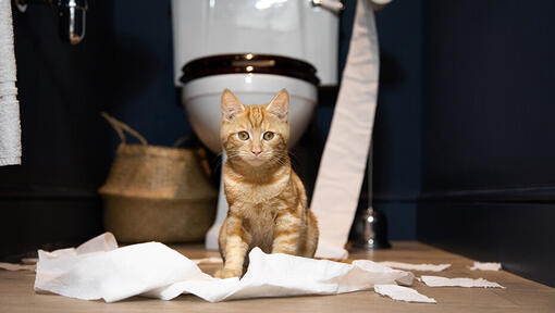 kitten zit voor toilet