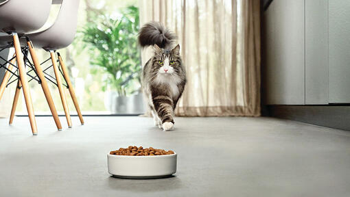 Kat loopt naar voerbak in de moderne keuken