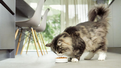 Rode pluizige kat eet uit een bakje