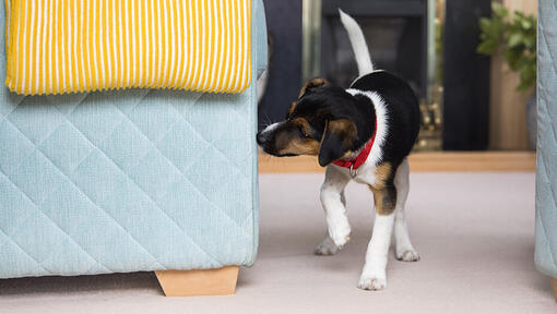 puppy snuffelt aan de zijkant van bank