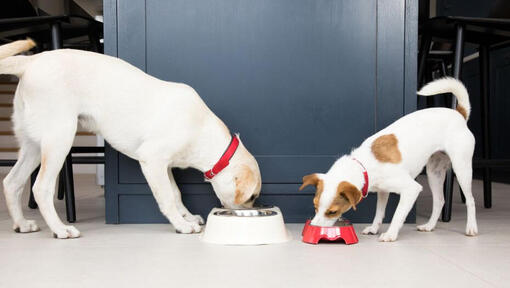 Honden die uit voerbakken eten