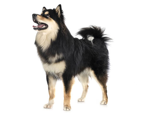 Finse Lappenhond