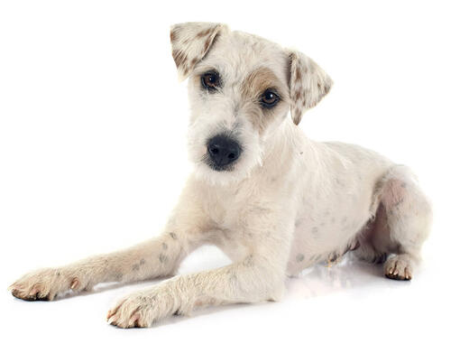 (Parson) Jack Russel Terriër (kort/gladhaar)