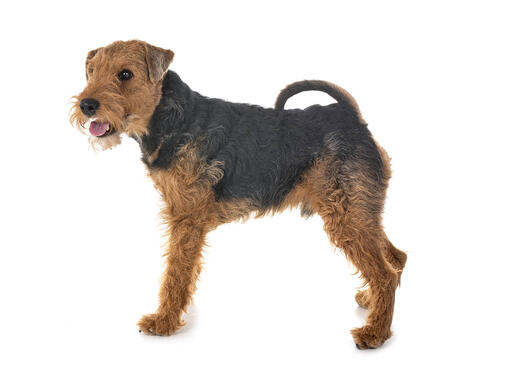 Welsh Terriër
