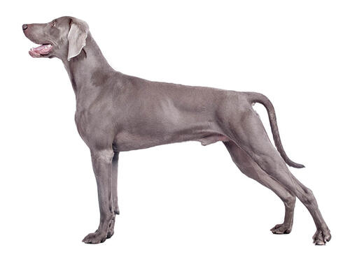 Weimaraner (kort/glad haar)