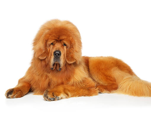 Tibetaanse Mastiff