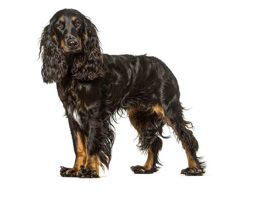 Field Spaniël