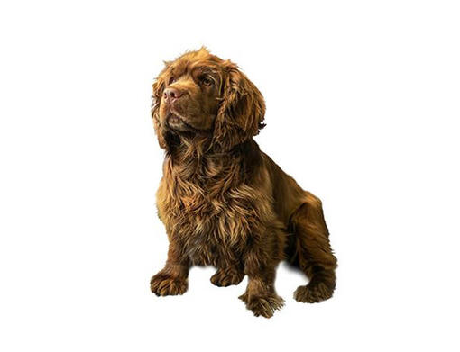 Sussex Spaniël