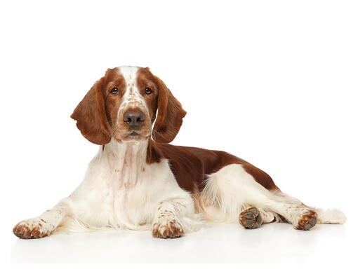Welsh Springer Spaniël