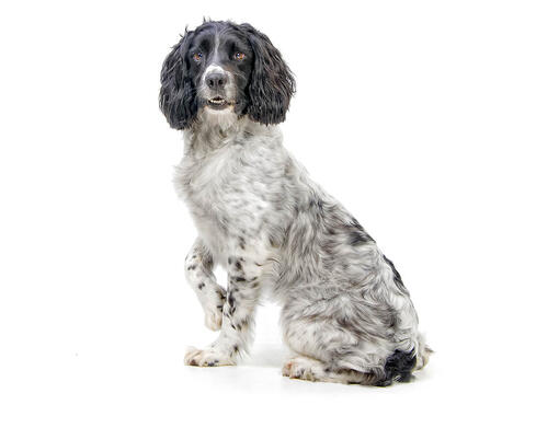 Engelse Springer Spaniël